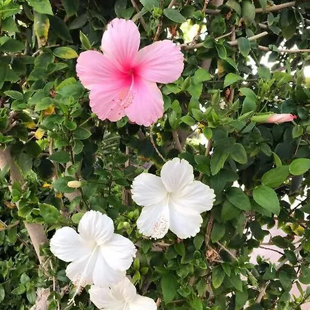 Διαμέρισμα Penthouse In Oceanfront - Next To The